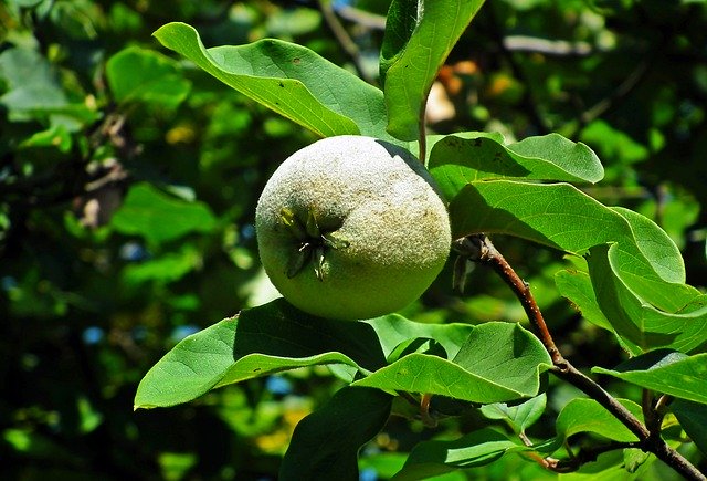 تحميل مجاني Quince Fruit Tree - صورة مجانية أو صورة ليتم تحريرها باستخدام محرر الصور عبر الإنترنت GIMP