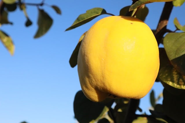 Free download quince fruit tree quince tree free picture to be edited with GIMP free online image editor