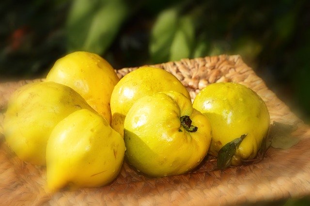 Gratis download Quince Fruit Yellow - gratis foto of afbeelding om te bewerken met GIMP online afbeeldingseditor