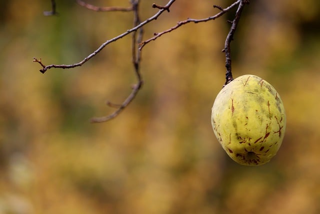 Free download quince quince tree tree nature free picture to be edited with GIMP free online image editor