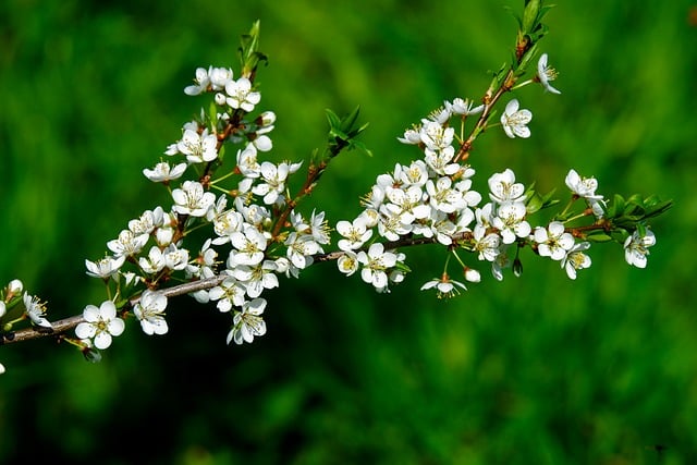 Free download quince twig bloom garden nature free picture to be edited with GIMP free online image editor