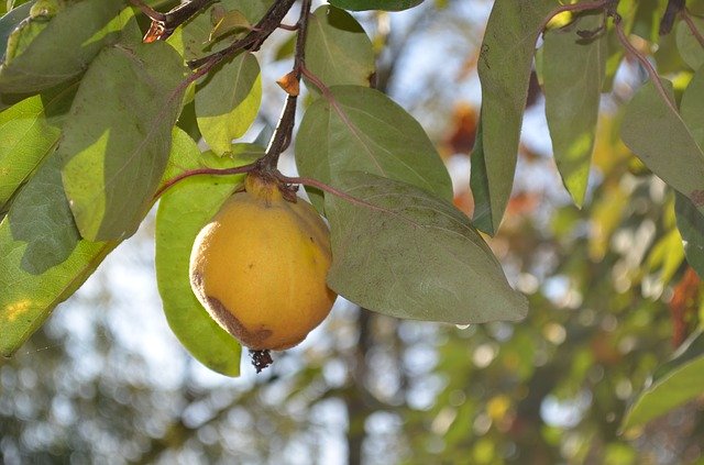 Free picture Quince Yellow -  to be edited by GIMP free image editor by OffiDocs