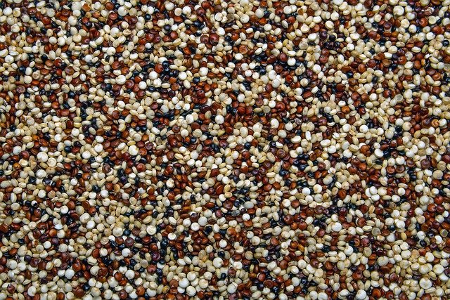 Free download quinoa seeds seeds food free picture to be edited with GIMP free online image editor