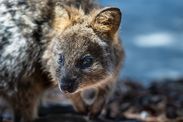Free download quokka mammal wildlife australia free picture to be edited with GIMP free online image editor