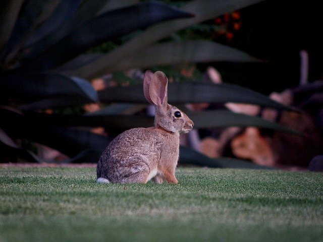 Descarga gratuita Rabbit Animal Bunny: foto o imagen gratuita para editar con el editor de imágenes en línea GIMP