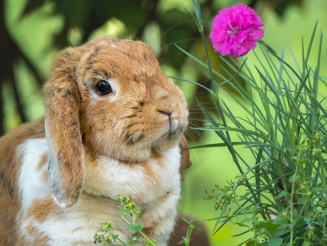Free download rabbit animal domestic animal free picture to be edited with GIMP free online image editor