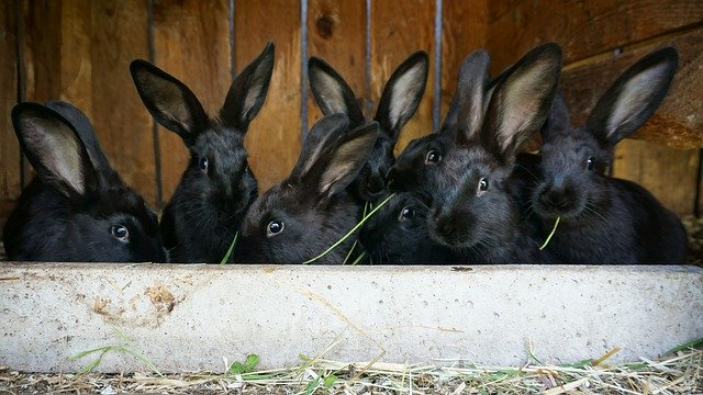 دانلود رایگان Rabbit Animals Farm - عکس یا تصویر رایگان قابل ویرایش با ویرایشگر تصویر آنلاین GIMP
