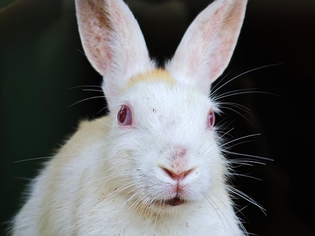 Free download rabbit animal wildlife bunny hare free picture to be edited with GIMP free online image editor