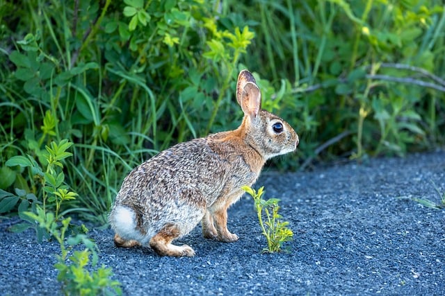 Free download rabbit animal wildlife wallpaper free picture to be edited with GIMP free online image editor