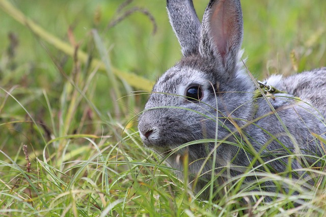 Free download rabbit a pet rabbit gray rabbit free picture to be edited with GIMP free online image editor