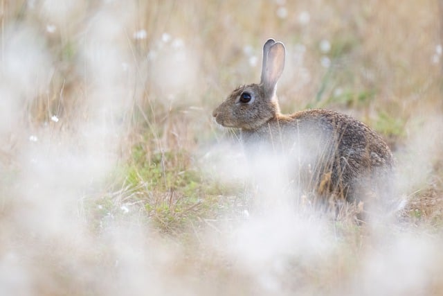 Descarga gratuita de imágenes gratuitas de naturaleza animal de conejo para editar con el editor de imágenes en línea gratuito GIMP