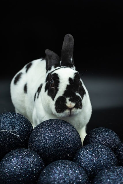 Baixe gratuitamente a imagem gratuita do animal de Páscoa com orelhas de coelho para ser editada com o editor de imagens on-line gratuito do GIMP