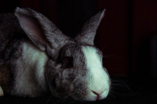 دانلود رایگان Rabbit Bunny Hare - عکس یا تصویر رایگان قابل ویرایش با ویرایشگر تصویر آنلاین GIMP