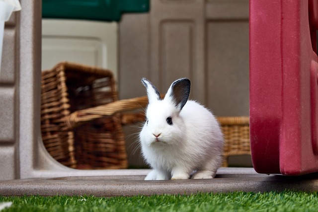 Free download rabbit bunny hare pet ears easter free picture to be edited with GIMP free online image editor