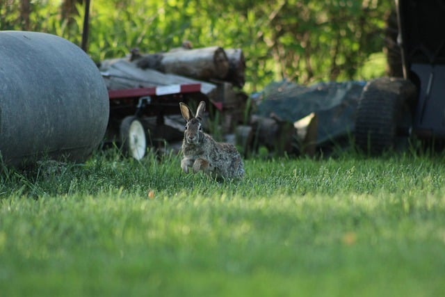 Free download rabbit bunny hopping cute animal free picture to be edited with GIMP free online image editor