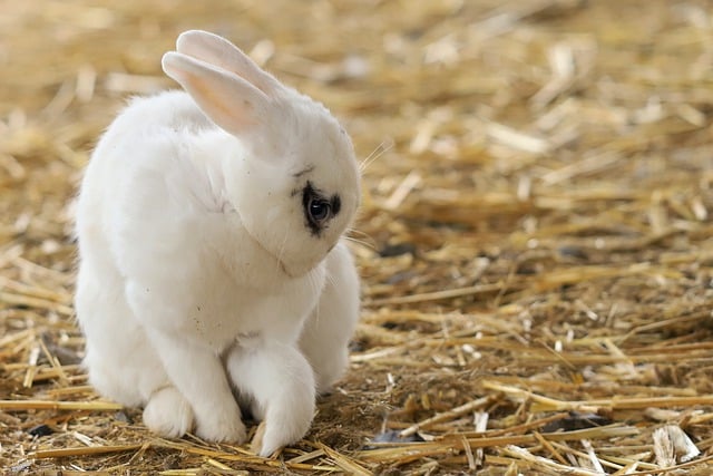 Free download rabbit bunny mammal straw white free picture to be edited with GIMP free online image editor