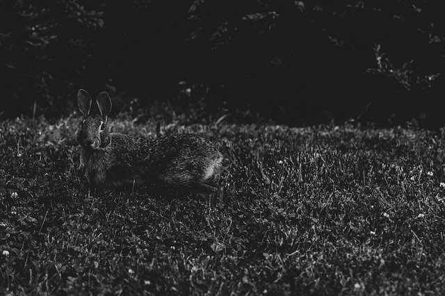 Free download Rabbit Bunny Nature -  free photo or picture to be edited with GIMP online image editor