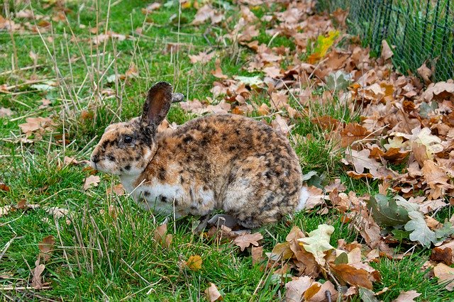 Descarga gratuita Rabbit Camouflage Autumn Leopard: foto o imagen gratuita para editar con el editor de imágenes en línea GIMP