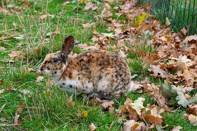 Descărcare gratuită Rabbit Camouflage Autumn Leopard - fotografie sau imagine gratuită pentru a fi editată cu editorul de imagini online GIMP