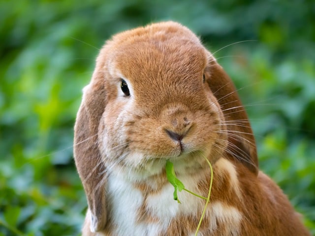 Free download rabbit domestic animal mammal cute free picture to be edited with GIMP free online image editor