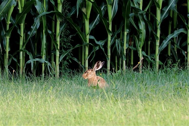 Descărcare gratuită Rabbit Ears Hare Long Eared - fotografie sau imagini gratuite pentru a fi editate cu editorul de imagini online GIMP