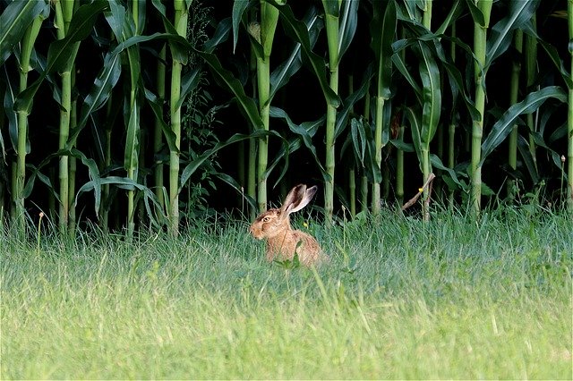 Free download Rabbit Ears Hare Long Eared -  free photo or picture to be edited with GIMP online image editor