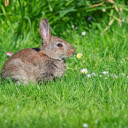 Rabbit eating grass  screen for extension Chrome web store in OffiDocs Chromium