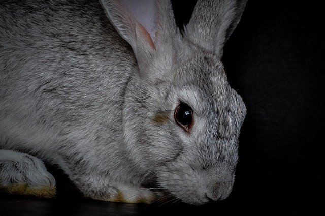 Free download Rabbit Fur Wildlife -  free photo or picture to be edited with GIMP online image editor
