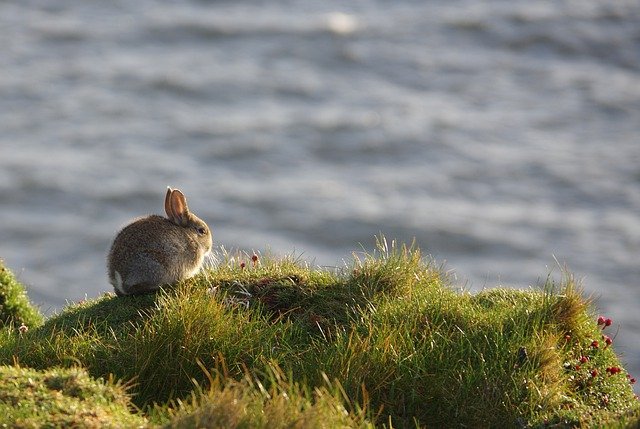 ดาวน์โหลดฟรี Rabbit Grass Cliff hare กระต่ายรูปภาพฟรีที่จะแก้ไขด้วย GIMP โปรแกรมแก้ไขรูปภาพออนไลน์ฟรี