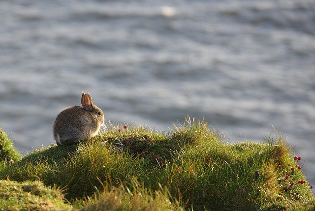 Free download rabbit grass cliff hare bunny free picture to be edited with GIMP free online image editor