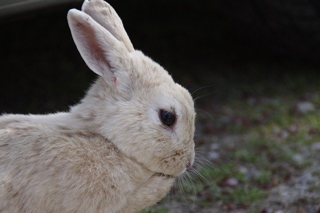 Free download Rabbit Hare Natural Wild -  free photo or picture to be edited with GIMP online image editor