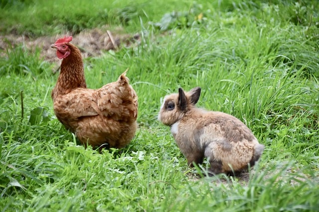 Free download rabbit hen farm animals farmyard free picture to be edited with GIMP free online image editor
