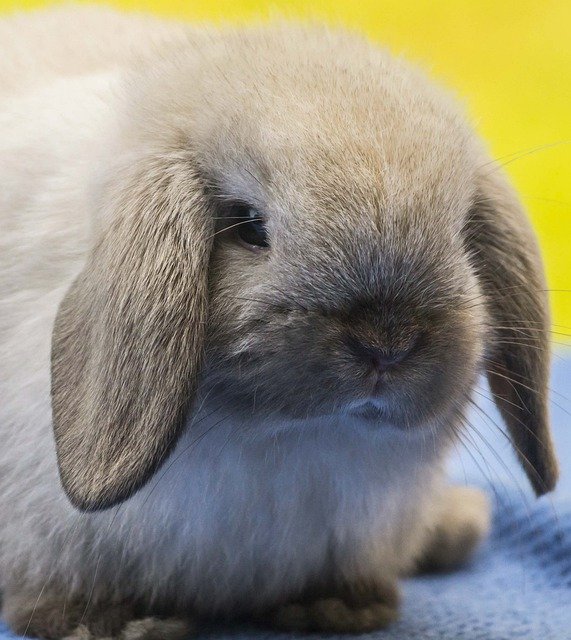 Free picture Rabbit Holland Lop -  to be edited by GIMP free image editor by OffiDocs