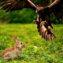 Rabbit hunting bird  screen for extension Chrome web store in OffiDocs Chromium