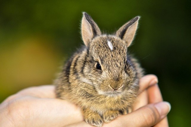 Muat turun percuma Rabbit Little Nature - foto atau gambar percuma untuk diedit dengan editor imej dalam talian GIMP