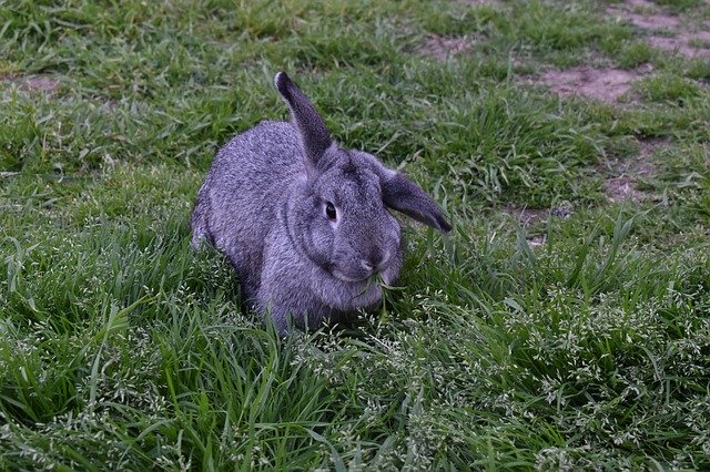 Descărcare gratuită Rabbit Nature - fotografie sau imagine gratuită pentru a fi editată cu editorul de imagini online GIMP