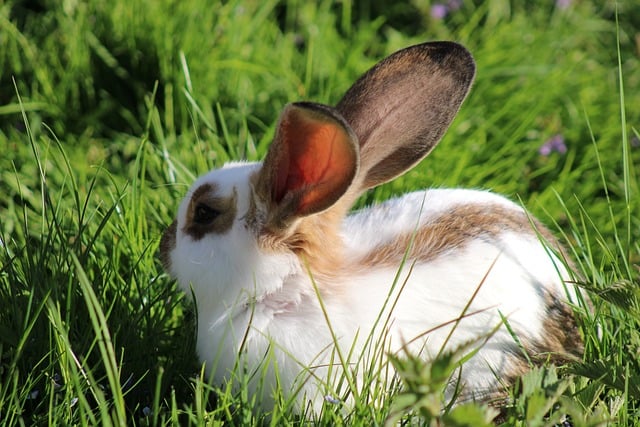 Free download rabbit nature easter dwarf rabbit free picture to be edited with GIMP free online image editor