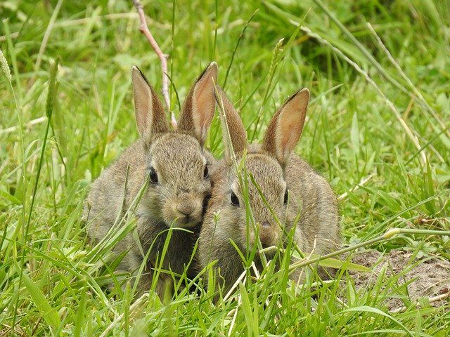 Descarga gratuita Rabbit Nature Mammals: foto o imagen gratuita para editar con el editor de imágenes en línea GIMP