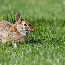 Rabbit on the meadow  screen for extension Chrome web store in OffiDocs Chromium