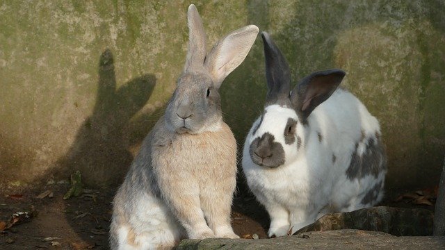 Gratis download Rabbit Rodent Animal - gratis foto of afbeelding om te bewerken met GIMP online afbeeldingseditor