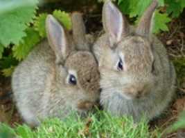 Free download Rabbits 1500 PX 300 DPI free photo or picture to be edited with GIMP online image editor