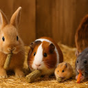 Rabbits and Hamsters  screen for extension Chrome web store in OffiDocs Chromium