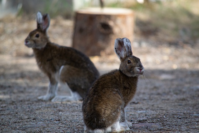 Gratis download konijnen dieren konijnenoren gratis foto om te bewerken met GIMP gratis online afbeeldingseditor