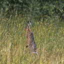 Rabbit Standing on Two Legs  screen for extension Chrome web store in OffiDocs Chromium