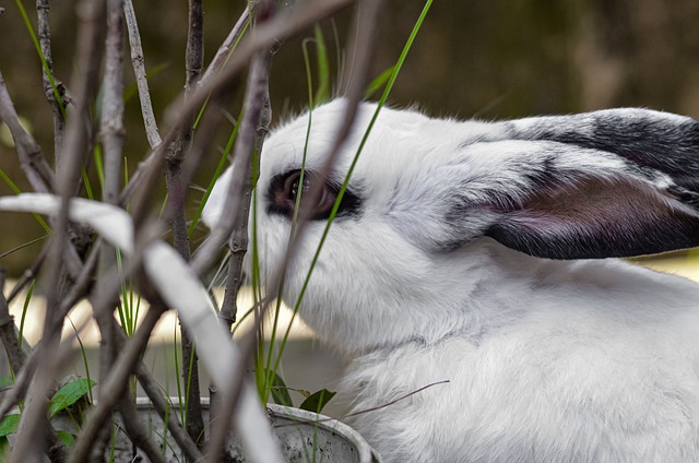 Free download rabbit white black green fur ayes free picture to be edited with GIMP free online image editor