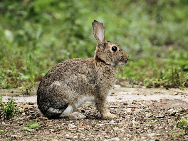 Bezpłatny szablon Rabbit Wildlife Sitting do edycji za pomocą internetowego edytora obrazów GIMP