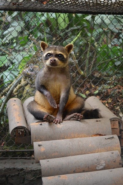 Free download Raccoon Animal Animals -  free photo or picture to be edited with GIMP online image editor