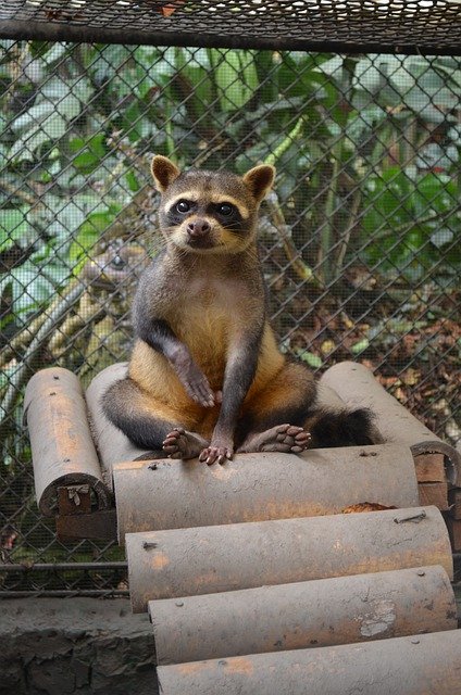 ดาวน์โหลดฟรี Raccoon Animal Animal - ภาพถ่ายหรือรูปภาพฟรีที่จะแก้ไขด้วยโปรแกรมแก้ไขรูปภาพออนไลน์ GIMP