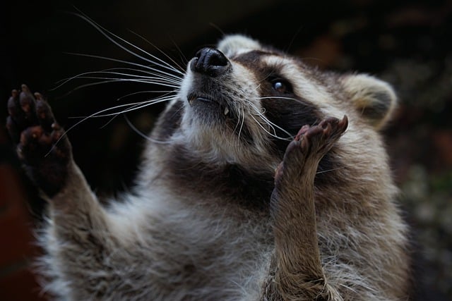 Libreng download raccoon animal cute paw face libreng larawan na ie-edit gamit ang GIMP libreng online na editor ng imahe