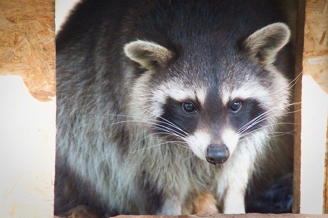 Free download Raccoon Animal Nature -  free photo or picture to be edited with GIMP online image editor